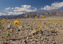 desert in bloom